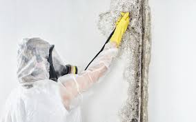 Best Mold Documentation for Insurance Claims in USA